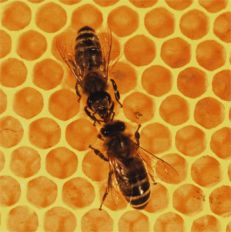 Doorgeven van nectar bij honingbijen
